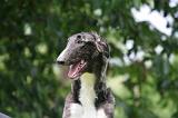BARZOI 175